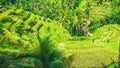 Amazing tegalalang Rice Terrace field covered by beautiful palm trees, Ubud, Bali, Indonesia Royalty Free Stock Photo