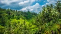 Amazing Tegalalang Rice Terrace Fields and some Palm Trees Around, Ubud, Bali, Indonesia Royalty Free Stock Photo