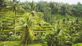 Amazing Tegalalang Rice Terrace Fields and some Palm Trees Around, Ubud, Bali, Indonesia Royalty Free Stock Photo