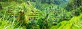 Amazing Tegalalang Rice Terrace Fields and some Palm Trees Around, Ubud, Bali, Indonesia Royalty Free Stock Photo