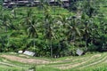 Tegallalang rice terraces in Bali, Indonesia Royalty Free Stock Photo