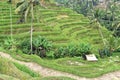 Tegallalang rice terraces in Bali, Indonesia Royalty Free Stock Photo