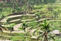 Tegallalang rice terraces in Bali, Indonesia Royalty Free Stock Photo