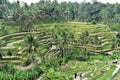 Tegallalang rice terraces in Bali, Indonesia Royalty Free Stock Photo