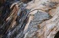 Amazing Texture And Color Pattern On Fallen Tree