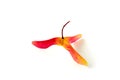 Amazing three-lobed red yellow maple seed pods in bright red yellow on a white background