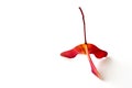 Amazing three-lobed red yellow maple seed pods in bright red yellow on a white background