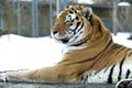 Amazing tiger with a strong look in eyes. Bengal tiger pose on b