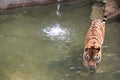 Amazing tiger in the water, with text space - Nikolaev zoo, Ukraine. May, 7, 2021