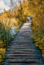 Amazing tourist wooden path in a colorful deep forest with clear lakes and spectacular waterfalls, Plitvice National