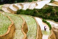 Amazing traditional rice culture in terraced paddy fields in Vietnam Royalty Free Stock Photo