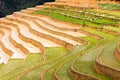Amazing traditional rice culture in terraced paddy fields in Vietnam Royalty Free Stock Photo