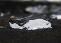 Amazing transparent blue iceberg pieces on Diamond beach with black sand near Jokulsarlon lagoon, Iceland. Ice calving. Black and