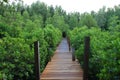 Amazing travel at beautiful bridge in nature green