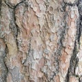 Amazing tree bark