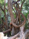 amazing tree in bchare lebanon Royalty Free Stock Photo