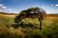 Amazing tree bent by the wind in a field