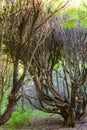 Amazing tree with crooked branches in the old forest