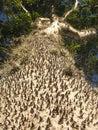 Amazing tree Hura crepitans with thorns in the amazon rainforest