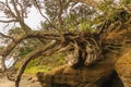 Amazing tree roots on the beach