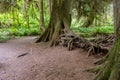 Amazing tree roots in Hoh Rainforest, Olympic National Park Washington State