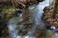 Amazing tree roots mangrove in swamp forest and flow water at Klong Song Nam at Krabi Thailand