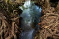 Amazing tree roots mangrove in swamp forest and flow water at Klong Song Nam at Krabi Thailand