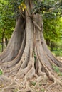 Amazing tree roots