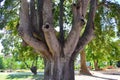 An amazing tree with several trunks grows in the Park.