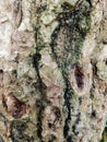 amazing tree trunk texture photo Royalty Free Stock Photo