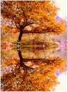 Amazing trees in autumn Royalty Free Stock Photo