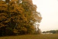 Amazing trees colors in the forest