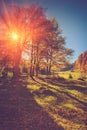 Amazing trees on a hill slope in sunlight at mountain valley. Colorful foliage in the autumn. Royalty Free Stock Photo