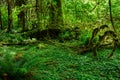 Amazing trees in a tropical forest, Hoh Rain forest, Olympic National Park, Washington USA Royalty Free Stock Photo