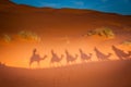 Sahara desert camels trekking tours with berbers adventure dromadaires riding and berber guiding excursion Royalty Free Stock Photo