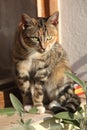 Amazing tricolour cat looking at you