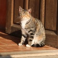 Amazing tricolour cat looking at you