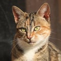 Amazing tricolour cat looking at you