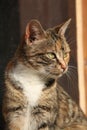 Amazing tricolour cat looking at you