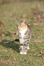 Amazing tricolour cat looking at you