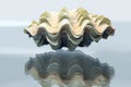 Amazing tridacna