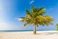 Amazing tropical beach scene and palm trees and blue sky for tropical beach background Royalty Free Stock Photo