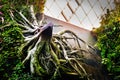 Amazing tropical forest, Clouds Forest, at Gardens by the bay, Marina Bay, Singapore Royalty Free Stock Photo