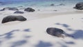 Amazing tropical white sand beach with black rocks and clear blue waves lapping