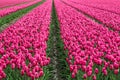 Amazing tulip fields in Netherland