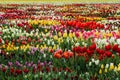 Amazing tulip fields in Netherland