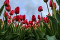 Amazing tulip fields in Netherlands