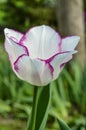 Amazing tulip flower with white petals and purple edges