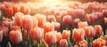 Amazing tulip flowers blooming in tulip field, against background blurry tulip flowers in sunset Royalty Free Stock Photo