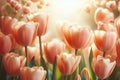 Amazing tulip flowers blooming in tulip field, against background blurry tulip flowers in sunset Royalty Free Stock Photo